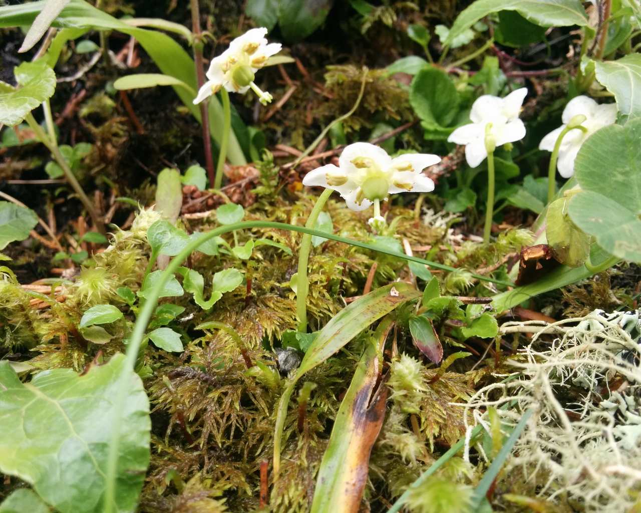Moneses uniflora